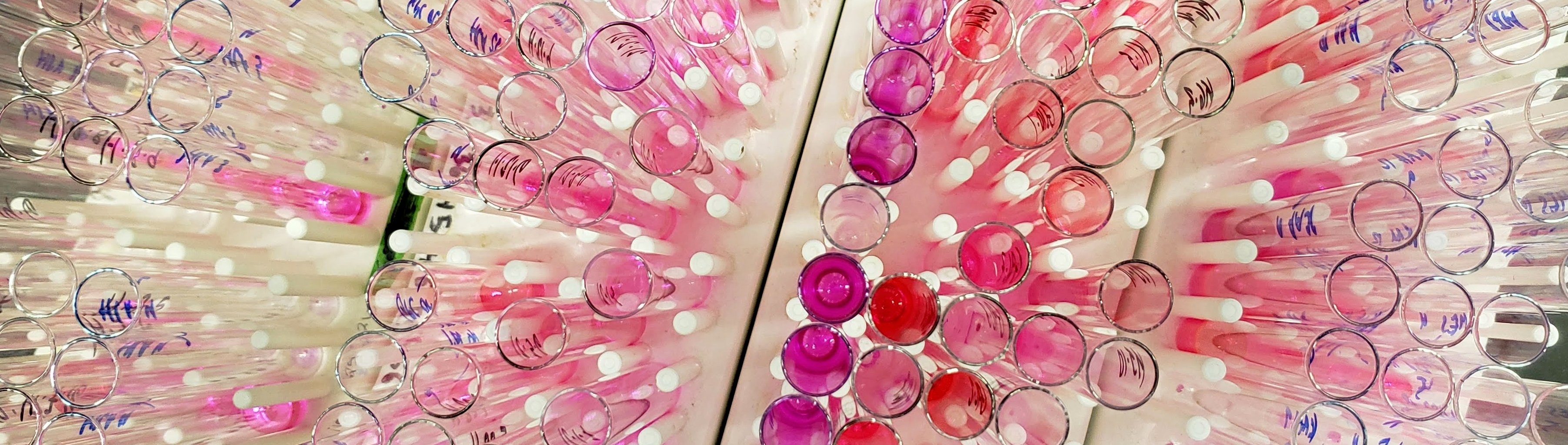 Peptide library, ready for screening
