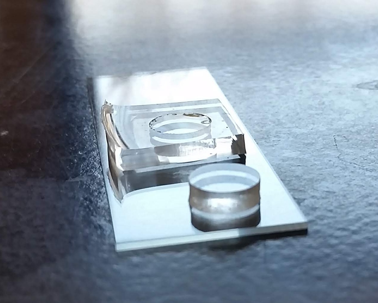 Hydrogel prepared for microscopy