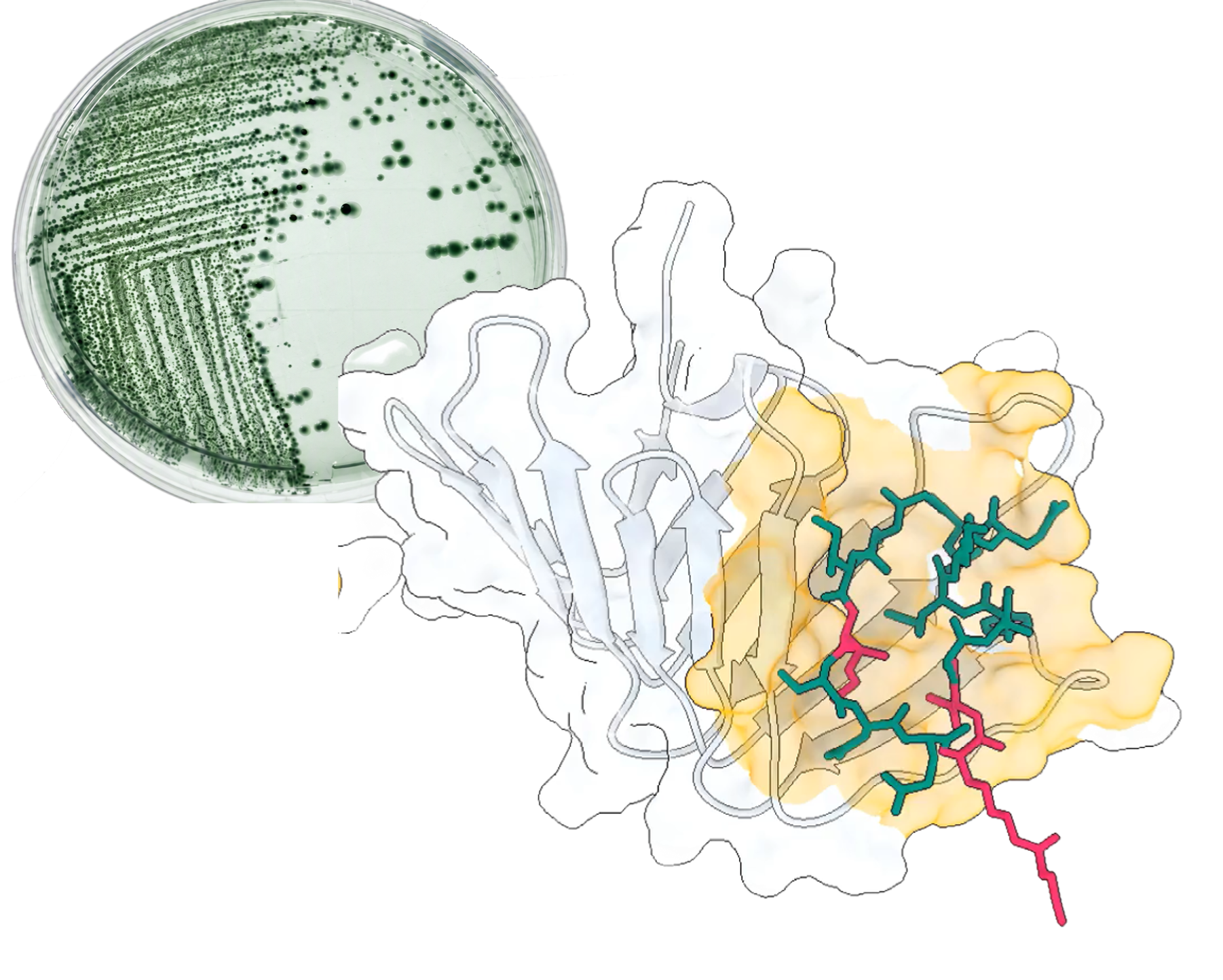 Antimicrobial peptide binding a bacterial target